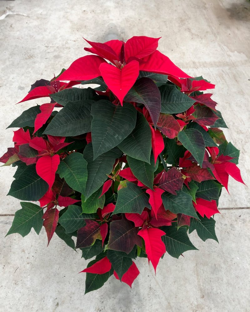 Poinsettia Piramide rossa - bianca - rosa 