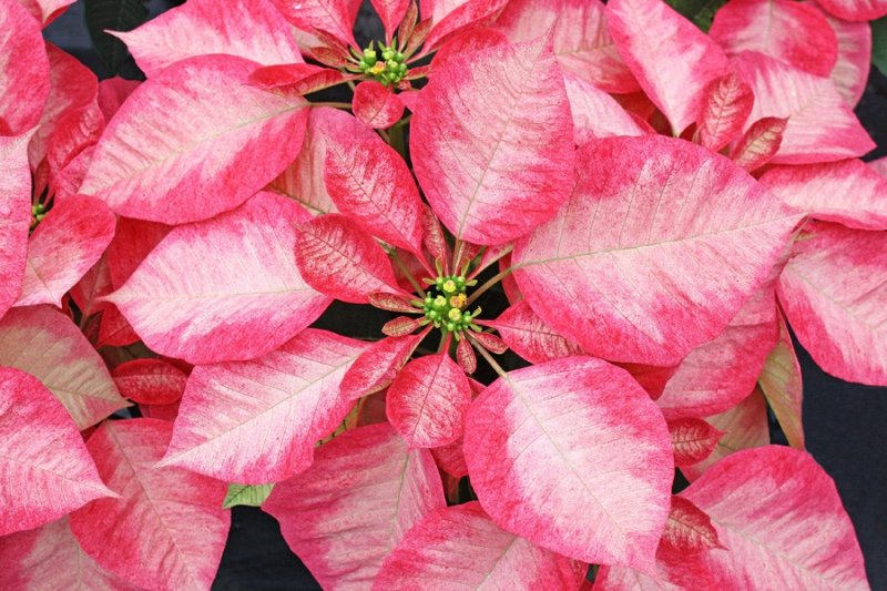 Poinsettia ice crystal 