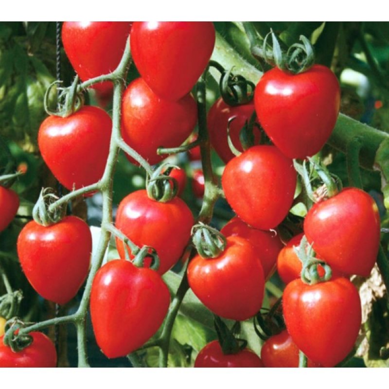 Pomodoro Cuoricino