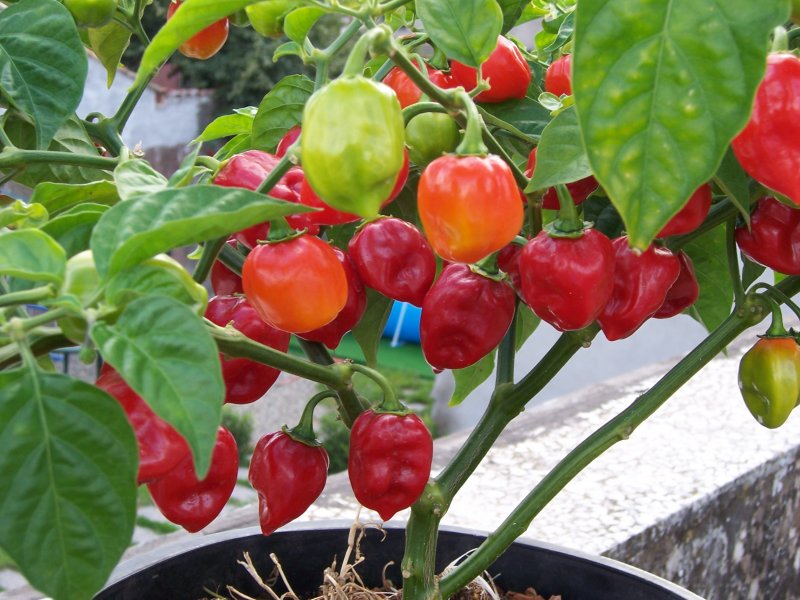 Peperoncino Habanero