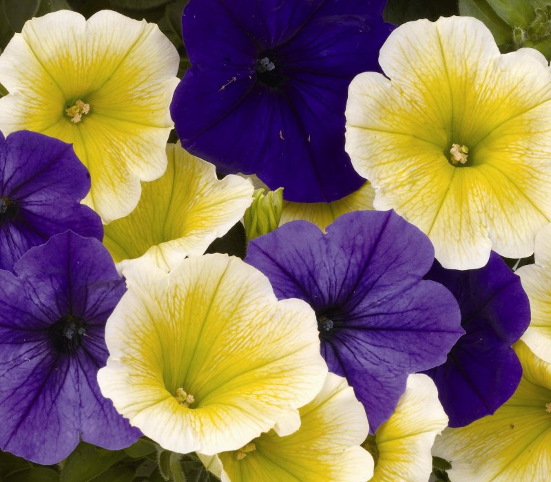 Potunia