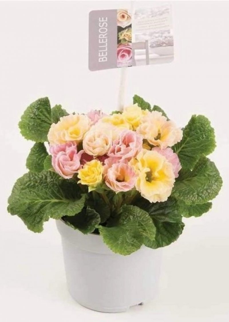 Primula fiore doppio