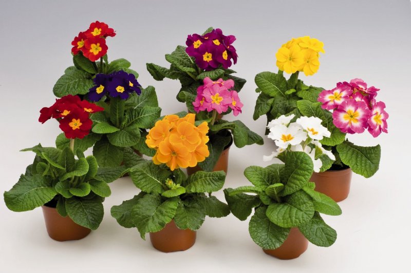 Primula elatior