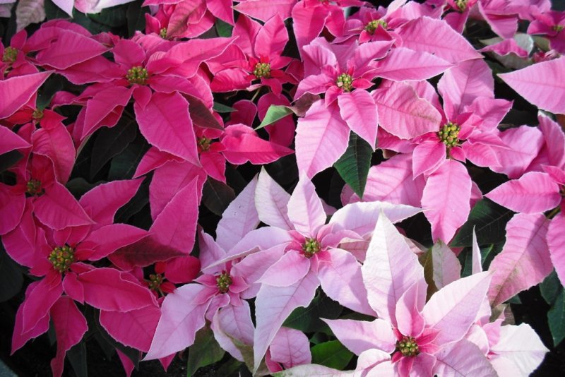Poinsettia princettia - bianca - pink - dark pink