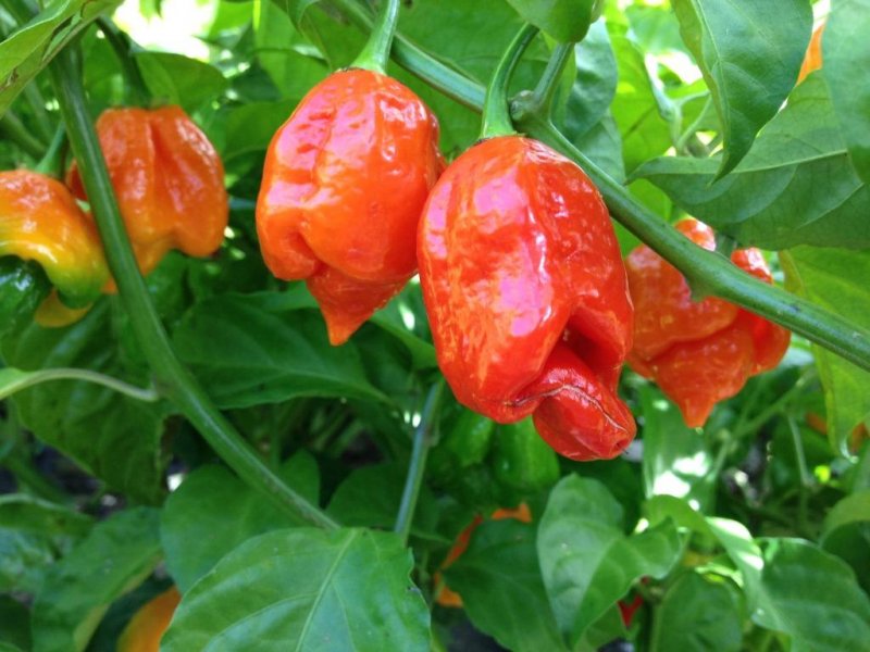 Peperoncino red skorpion
