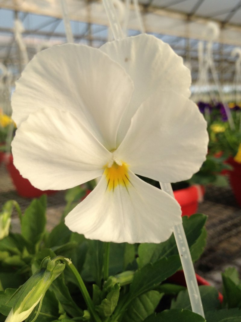 Viola ricadente bianco