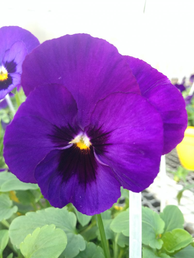 Viola ricadente blu con occhio
