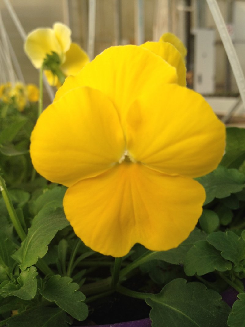 Viola ricadente giallo