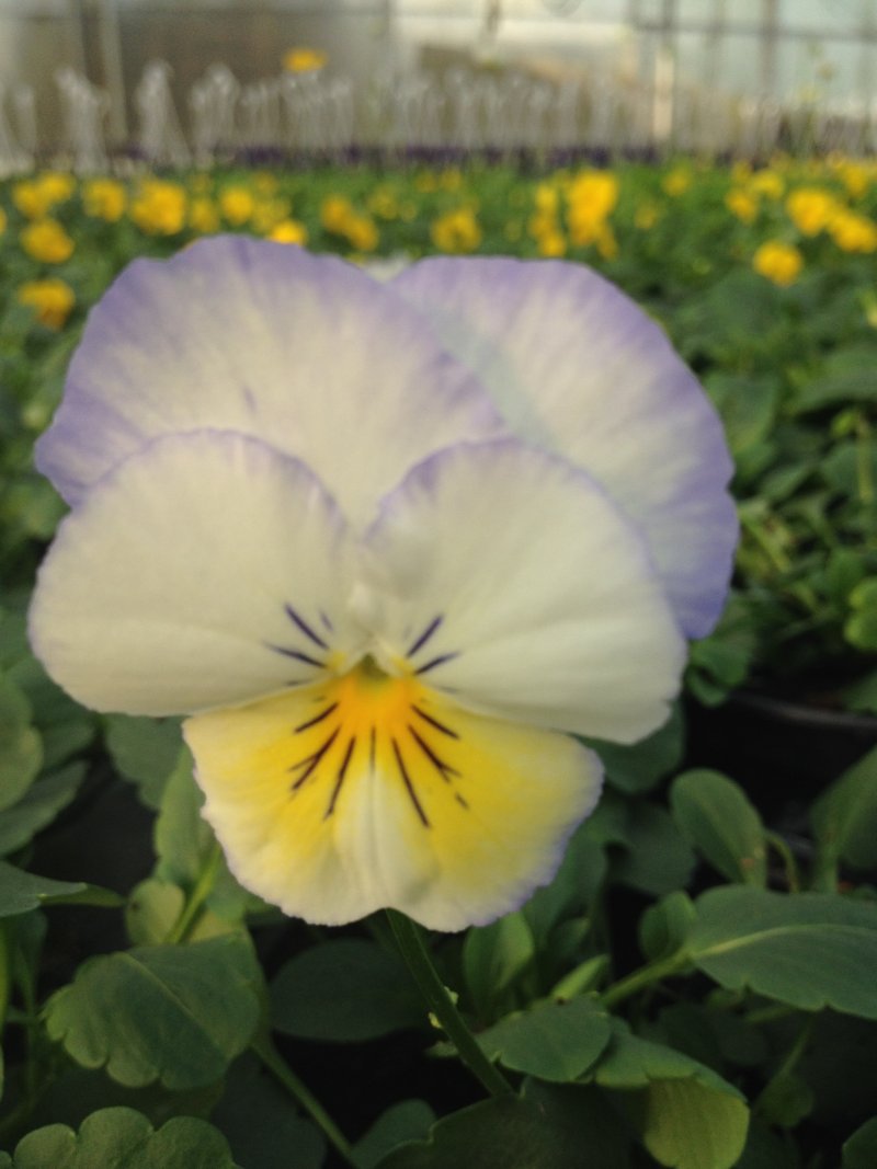 Viola ricadente azzurro