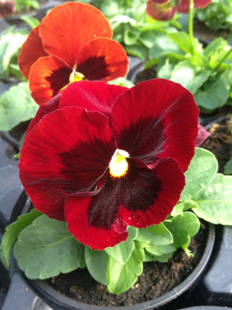viola del pensiero rosso con occhio
