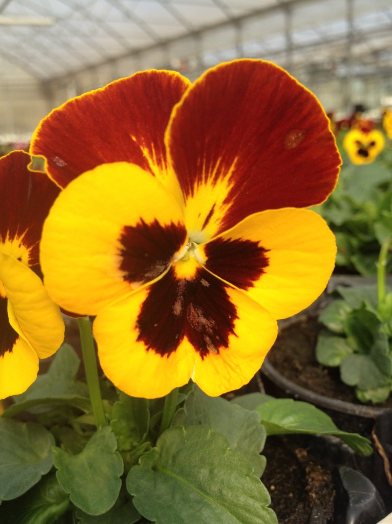 Viola del pensiero rosso/giallo con occhio