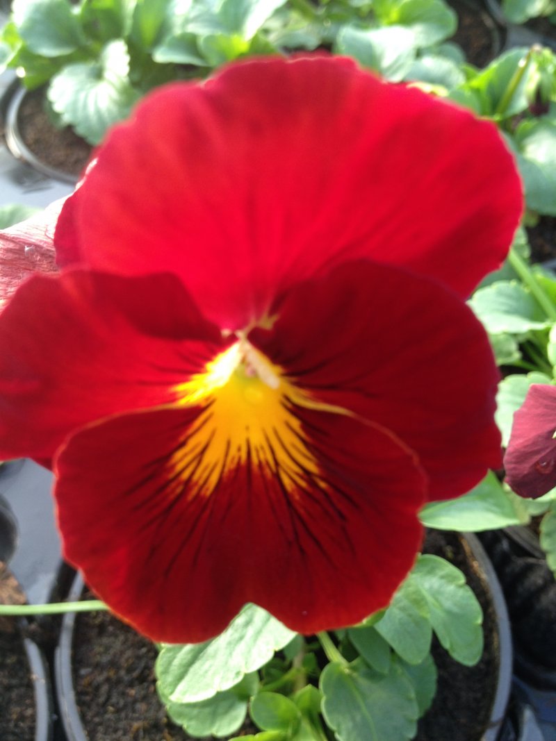 viola del pensiero  rosso puro
