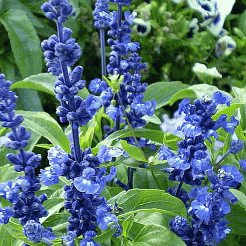 Salvia farinacea blue sky