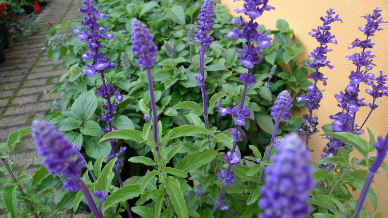 Salvia mistic 