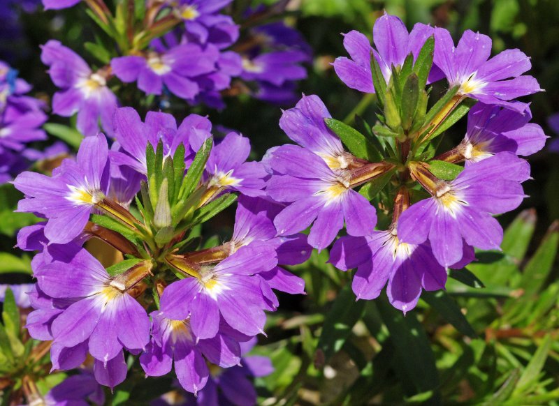 Scaevola