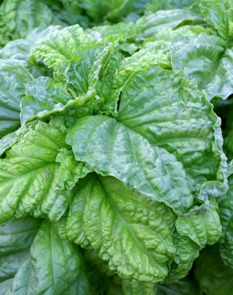 Basilico napoletano lattuga