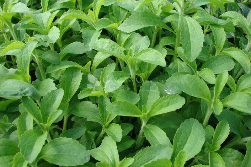 Stevia