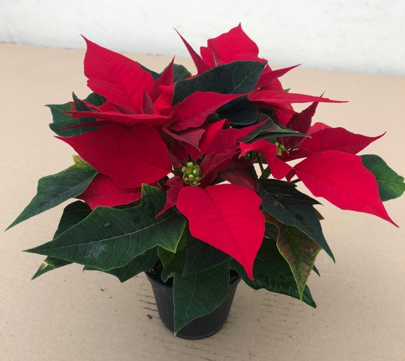 Poinsettia multiflora: rossa, bianca, glitter, princettia pink.