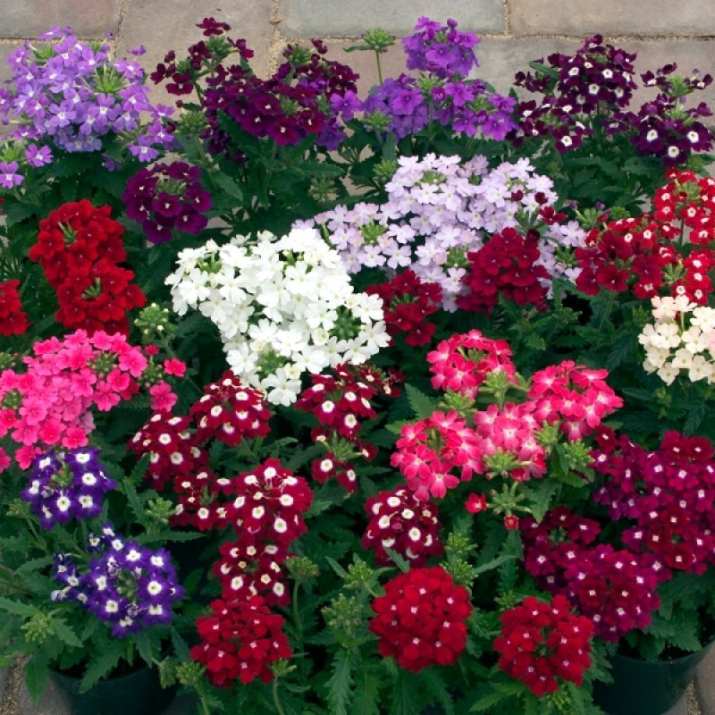 Verbena annuale