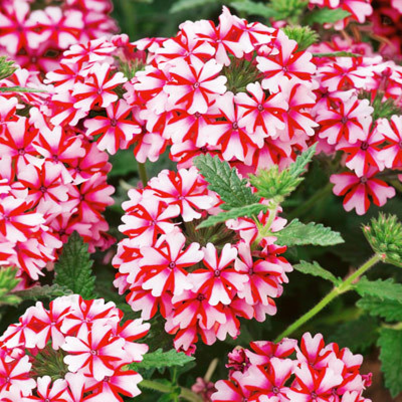 Verbena hibryda