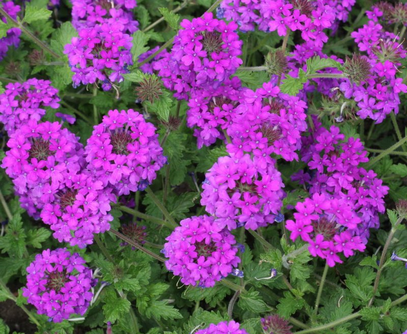 Verbena hibryda