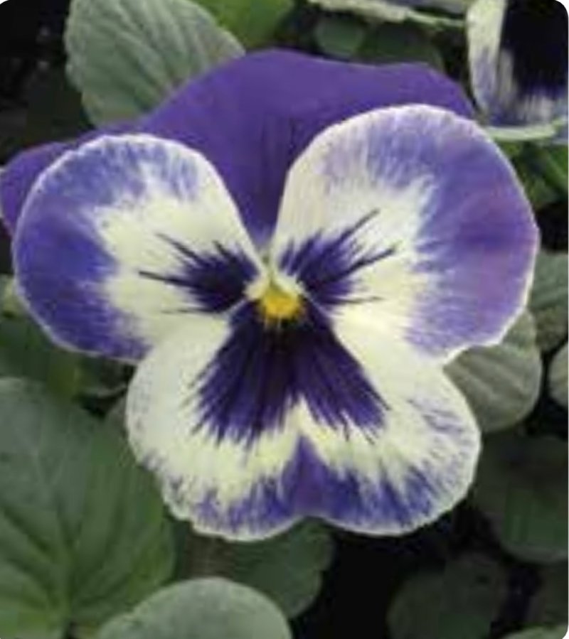 Viola del pensiero blue delft