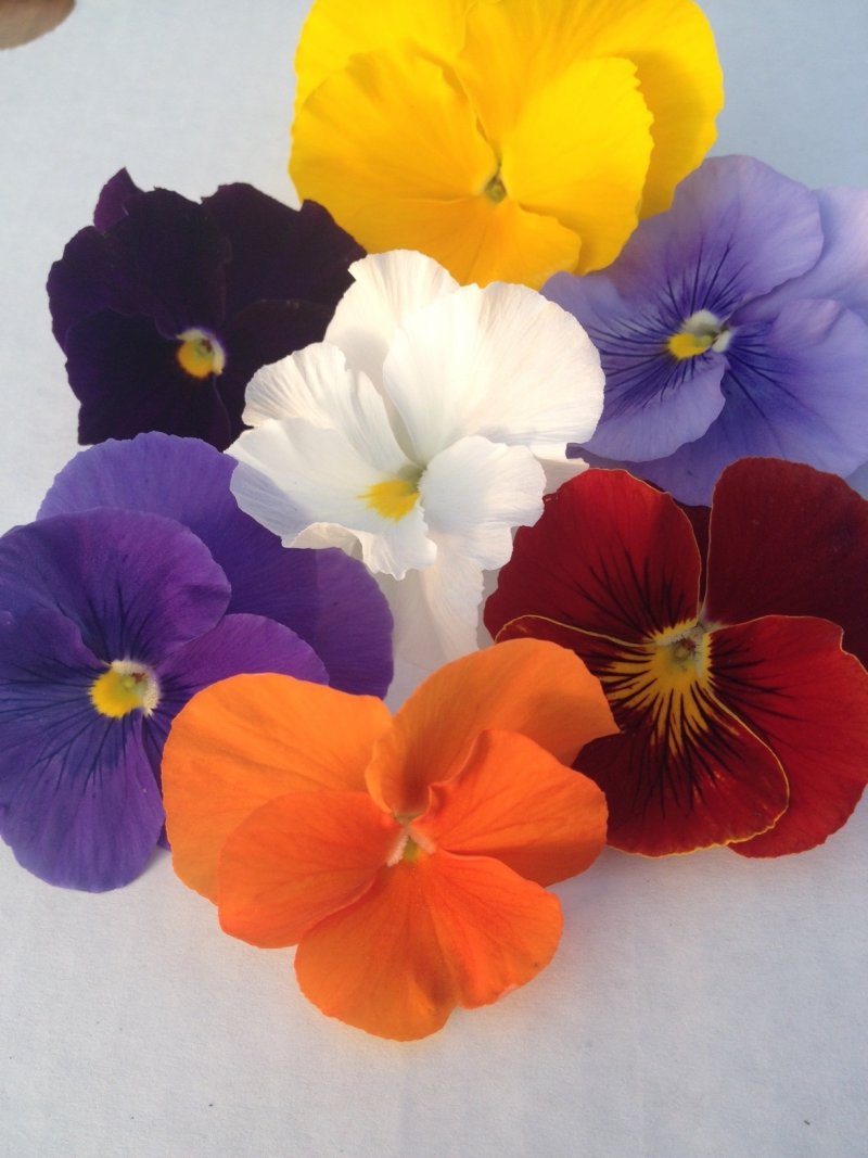 Viola del pensiero fiore grande colore puro
