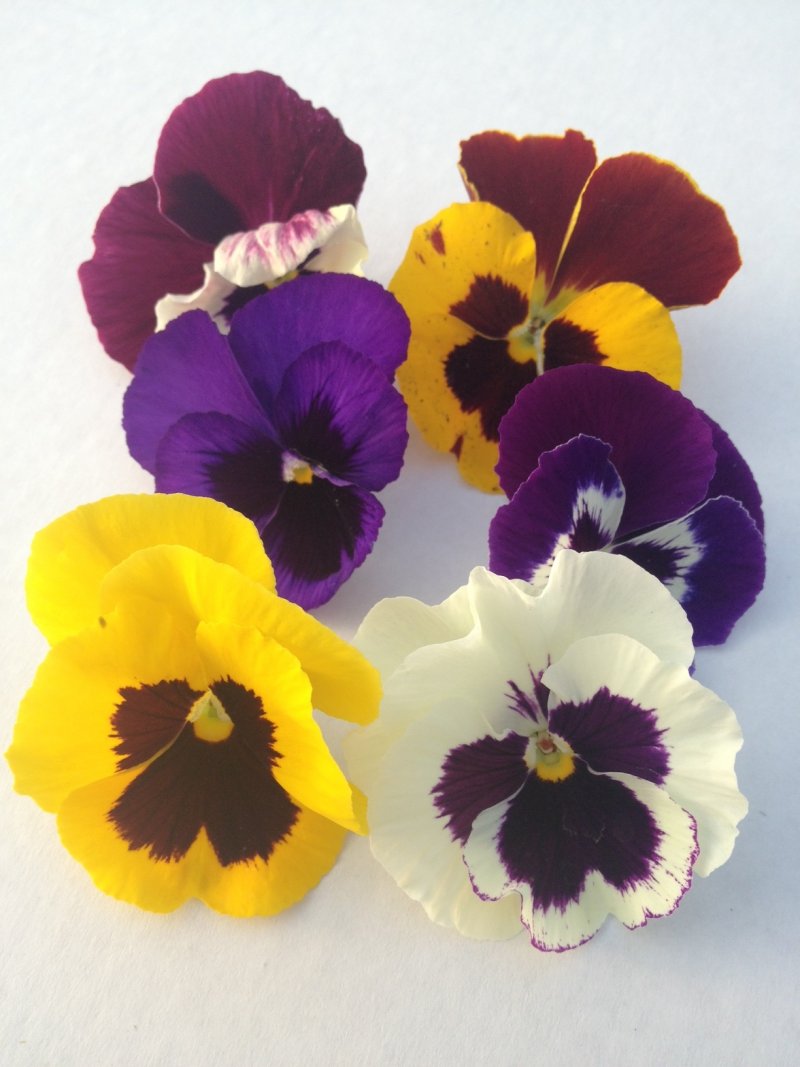 Viola del pensiero fiore grande con occhio