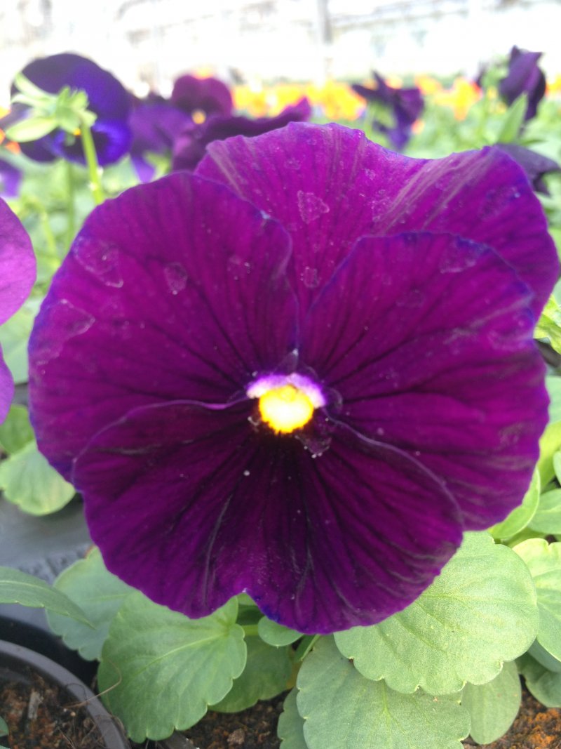 viola del pensiero violetto puro
