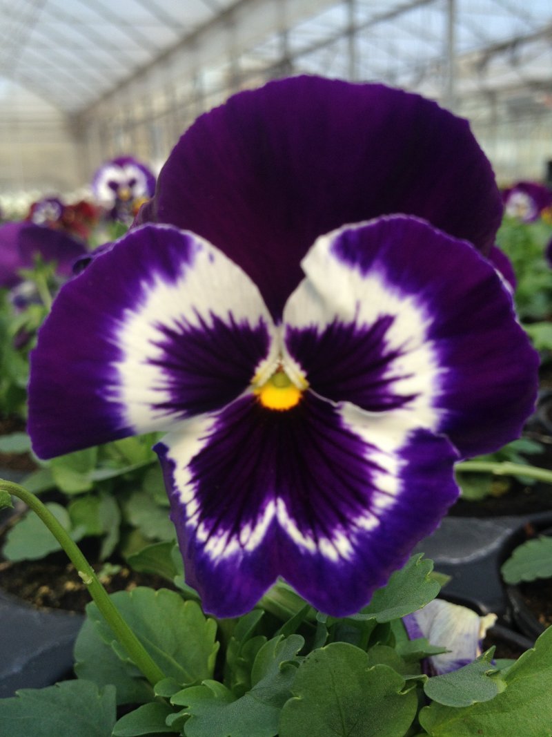 viola del pensiero violetto/bianco con occhio