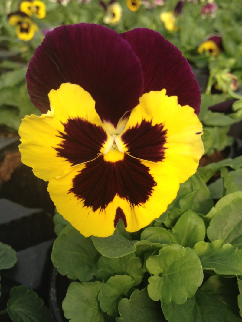 Viola del pensiero violetto/giallo con occhio