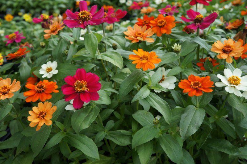 Zinnia Profusion 